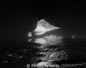 Fata Morgana

Would have loved to capture a manta breac... by Ellen Cuylaerts 